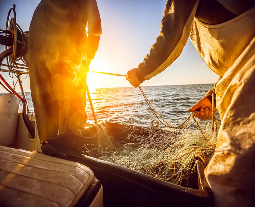 Fresh fish fishing net at sea - Sea Story sustainable seafood
