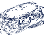 Brown crab - Shellfish and crustacean Sea Story